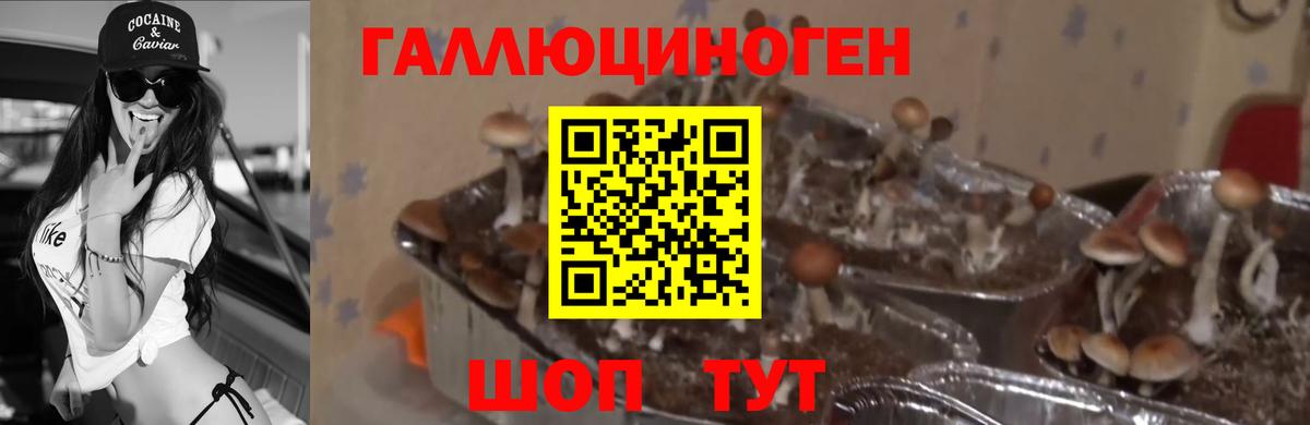 Усолье-Сибирское  Галлюциногенные грибы Psilocybe  Вход с VPN 